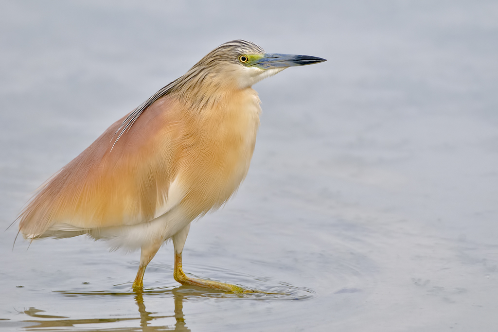 sgarza ciuffetto - ardeola ralloides